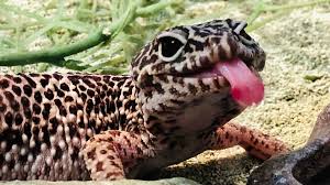 Leopard gecko hd wallpapers, desktop and phone wallpapers. Lydia The Leopard Gecko Leopard Gecko 1920x1080 Wallpaper Teahub Io