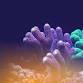 Nature Conferences- Corals, Coasts and One Health event image