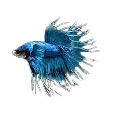 Tersedia ikan hias aquarium cupang serit. Jual Produk Ikan Cupang Crowntail Serit Sikumis