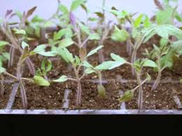 step by step growing tomatoes from seed