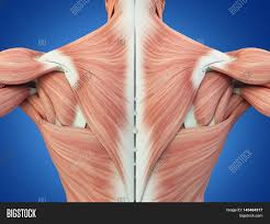 Four muscles—the supraspinatus, infraspinatus, teres minor, and subscapularis. Human Anatomy Torso Image Photo Free Trial Bigstock