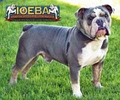 Below is the official american kennel club list of colors available for the english bulldog breed. Color Chart