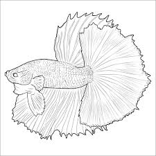 Maybe you would like to learn more about one of these? Betta Fish Coloring Pages Coloringbay