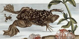 What do you think of our little documentary? Did You Catch The Surinam Toad Pipa Pipa In Last Night 039 S Nhm Live Here 039 S A Slightly Less Trypophobia Inducing Im Natural History Muse Scoopnest