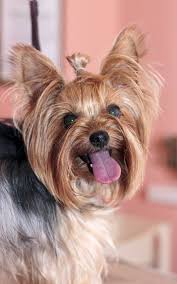 Image result for yorkshire haircut