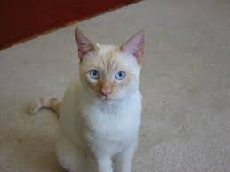 Positions in many cat like poses. Flame Red Point Siamese Cats Siamese Cat Spot