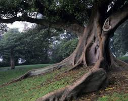 Ficus In The Domain Sydney Tree Botanical Gardens Beautiful Tree