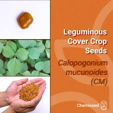 Image result for Calopogonium mucunoides