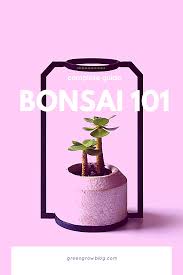 It also depends on your location and what the cactus is used to. Bonsai 101 Bonsai How To Grow Bonsai Bonsai Soil