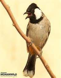 صور طيور الكويت animals image bird