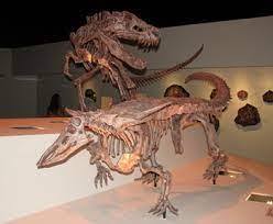 They established this museum in 1909. Houston Museum Of Natural Science Houston Tx Allosaurus Roar