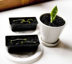 Separate the tubers to divide the plant. How To Grow A Snake Plant In Easiest Way Blog Nurserylive Com Gardening In India