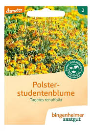 Ab märz zum vorziehen, draußen sät ihr tagetes ab mai. Studentenblume Tipps Zu Aussaat Anbau Und Pflege Beetfreunde De