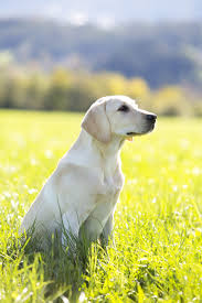 English lab puppies for sale bc. The 25 Cutest Dog Breeds Most Adorable Dogs And Puppies