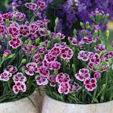 Plant your dianthus seeds directly in your garden soil. Buy Garden Pinks Dianthus Dianthus Pink Kisses Kledg12163 Pbr