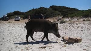 Sicilia, pescatore filma due cinghiali che nuotano in mezzo al mare video johan cruijff arena, lo stadio dell'olanda: Cinghiali In Spiaggia Allarme Nel Cilento Ottopagine It Salerno