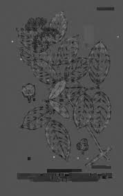 Image result for Mimulopsis runssorica