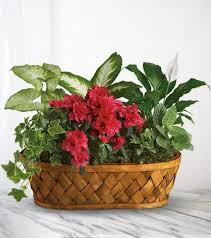 Tamara Ross Archie Obituary February 24, 2025