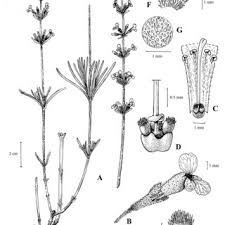 Image result for Crepidorhopalon schweinfurthii