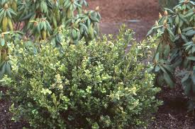 Image result for Buxus acutata