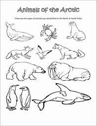 Animals Of The Arctic Coloring Page Artic Animals Animal Coloring Pages Arctic Animals Printables