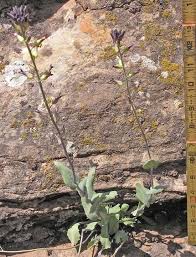 Image result for Oxyanthus strigosus