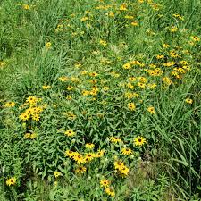 Image result for Rudbeckia hirta
