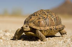 Land turtles cute turtles sea turtles geckos wood turtle turtle time tortoise turtle terrapin reptiles and amphibians. Young Land Turtle Brilliant Creation