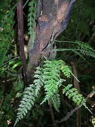 Image result for Asplenium barteri
