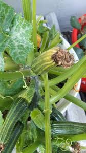 Why are small zucchini rotting on the plant. Yellow Zucchini Whats The Problem Community Plantix