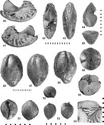 Image result for Anacardiaceae