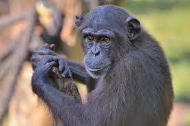 Pathogen Discovered That Kills Endangered Chimps Is It A Threat To Humans Scientific American