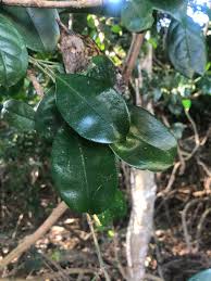 Image result for Suregada zanzibariensis