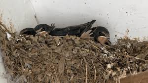 Cactus wrens sing, forage, and even place their nests in full view. 3 Common Pesky Birds In Arizona Wagner Pest Solutions Phoenix Az