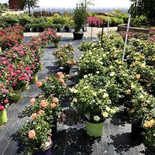 Find landscapers you can trust and read reviews to compare. Home Bay Landscaping