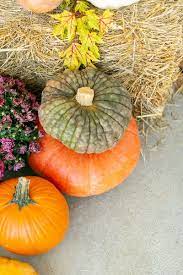 I did it again this year and it was the perfect place to enjoy cocktails before dinner. 540 Fall Entertaining Ideas Fall Entertaining Fall Recipes Winter Entertaining