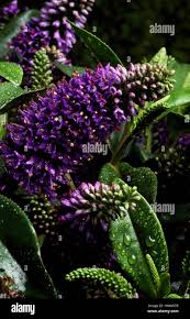 Hebe sp hi-res stock photography and images - Alamy