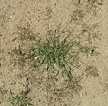 Image result for Eragrostis macrochlamys