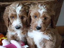 Mini Springerdoodle Puppies Springerdoodles Are A Fun New Addition At Shelbygoldendoodles Springerdoodle Sproodle Puppies Goldendoodle Breeders