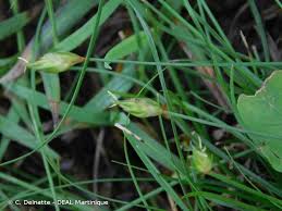 Image result for Abildgaardia ovata