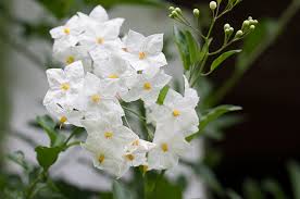 Garten bepflanzen, großer garten, bepflanzung, haus und garten, garten terrasse, gartenanlage, landschaftsbau ideen, steingarten, moderner garten. Blume Weiss Weisse Kostenloses Foto Auf Pixabay
