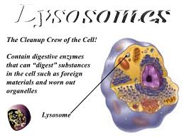 Maybe you would like to learn more about one of these? Lysosomes In A Cell