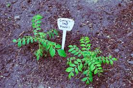 Curry leaf adds taste to curry. Curry Leaf Tree Murraya Koenigii Uic Heritage Garden
