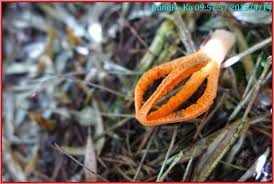 Image result for Pseudocolus schellenbergiae