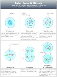 Example Image Mitosis Diagram Mitosis Daughter Cells