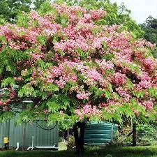 We did not find results for: Evergreen Flowering Trees Archives Buy Plants Online Pakistan Online Nursery