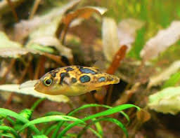 The freshwater puffer aquarium should be well decorated and include caves, grottos and overhangs to provide shelter and hiding places. Dwarf Puffer Fish The Care Feeding And Breeding Of Dwarf Puffer Fish Dwarf Puffer Fish Fish Pond Gardens Fish