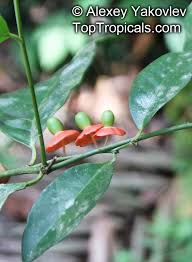 Image result for Heisteria