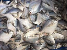 Image result for paplet fish images