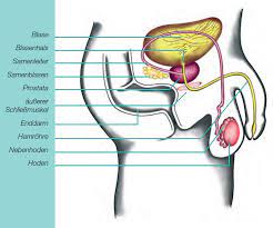 Prostata Anatomie Funktion Sexualhormone Und Beschwerden Prostata De
